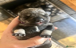 Miniature Schnauzer dogs for sale: Adorable Miniature Schnauzers - Image 11