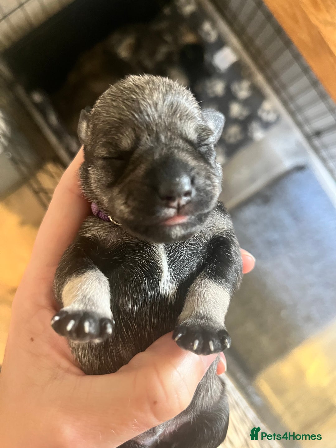 Miniature Schnauzer dogs for sale: Adorable Miniature Schnauzers - Image 11