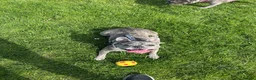 French Bulldog dogs for sale: Tri Merle French Bulldog in Wallasey - Advert 1