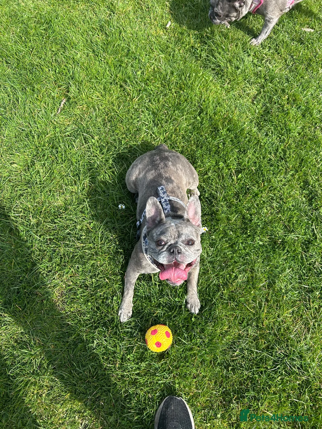 French Bulldog dogs for sale: Tri Merle French Bulldog in Wallasey - Advert 1