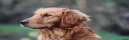 Golden Retriever dogs for sale: ✨Due✨ Health tested, KC working golden retrievers - Advert 9