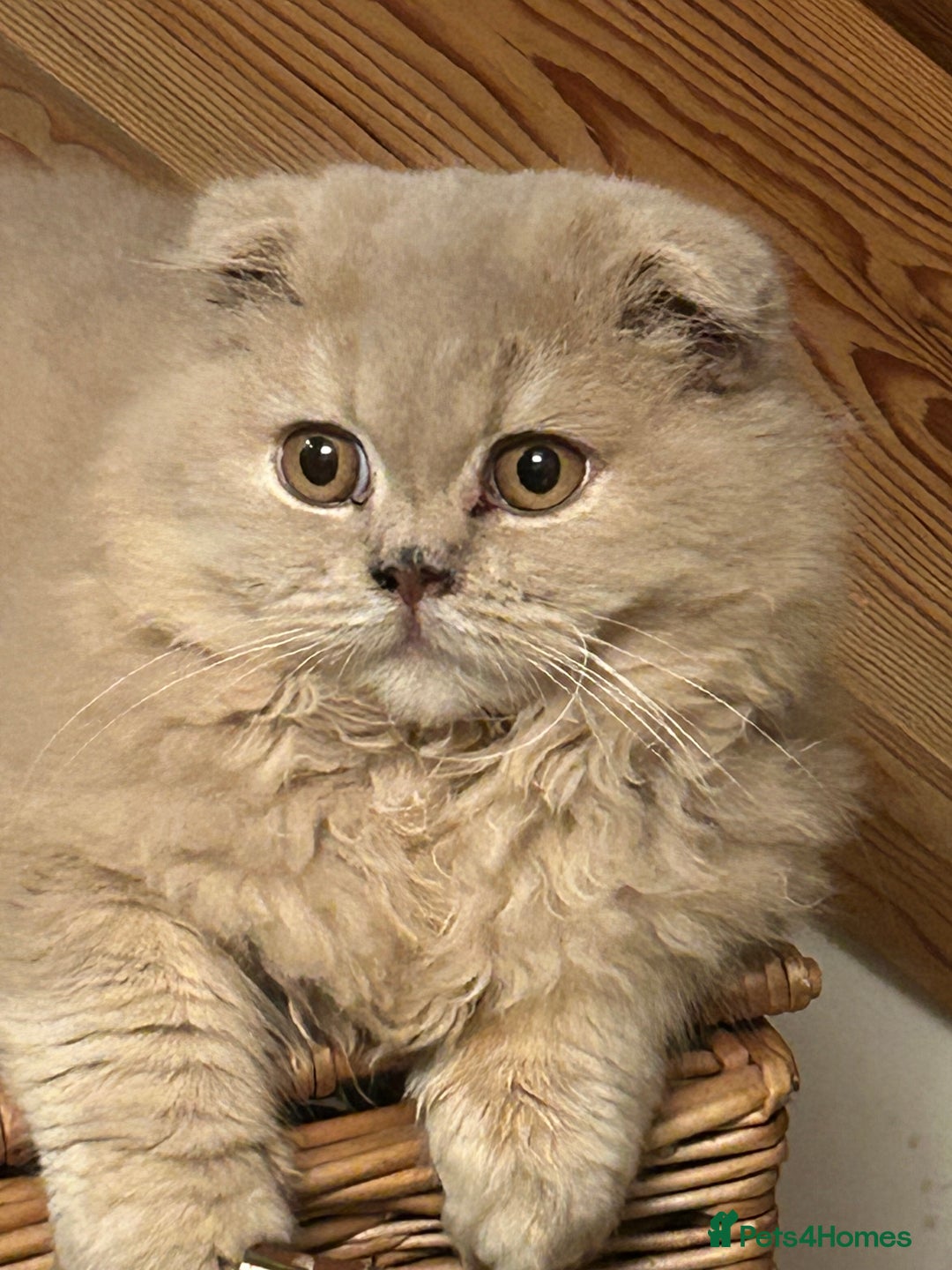 Scottish Fold cats for sale: 🩷Scottish fold kitten One Available 🩷 - Advert 14