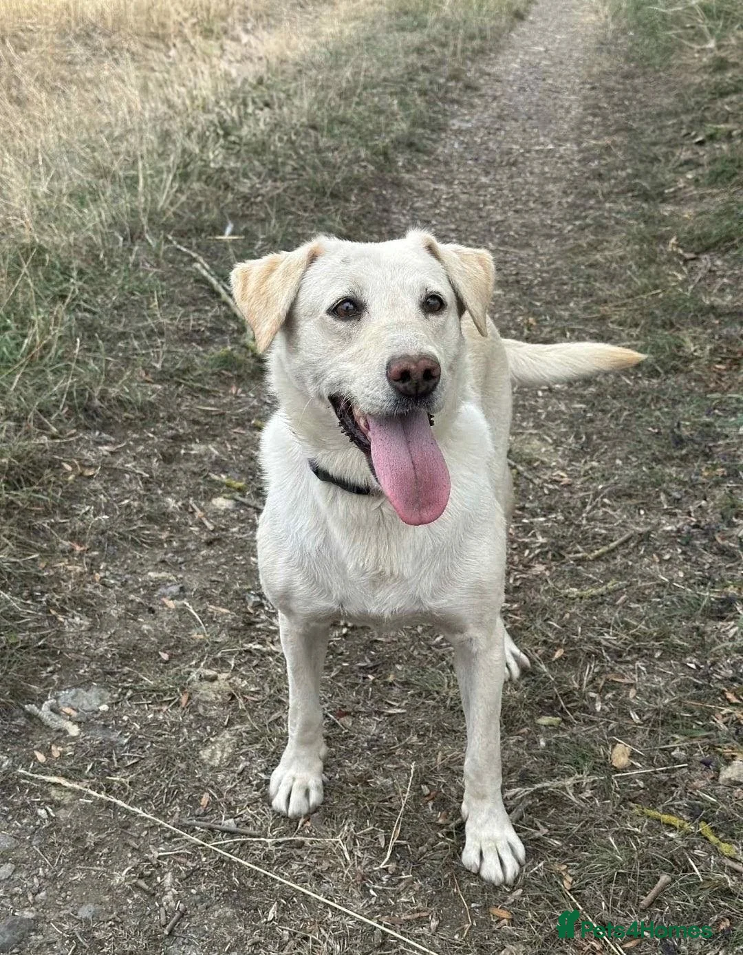 Labrador Retriever dogs for sale: Working lines including champions in pedigree Labs in Doncaster - Advert 2