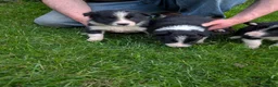 Border Collie dogs for sale: Beautiful isds registered puppies  - Advert 7