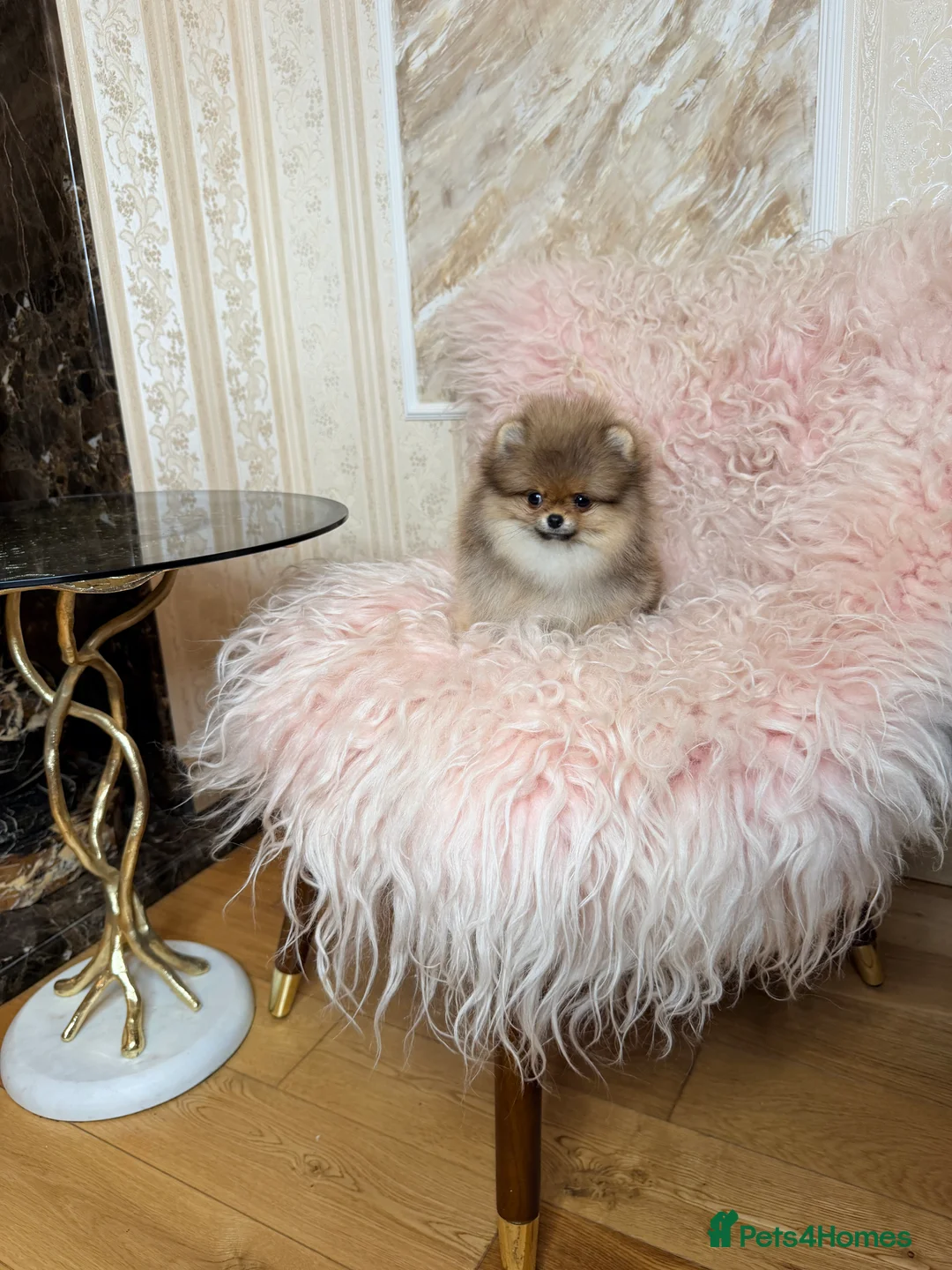 Pomeranian dogs for sale: Orange teddy bear type Pomeranian boy and girl - Advert 24