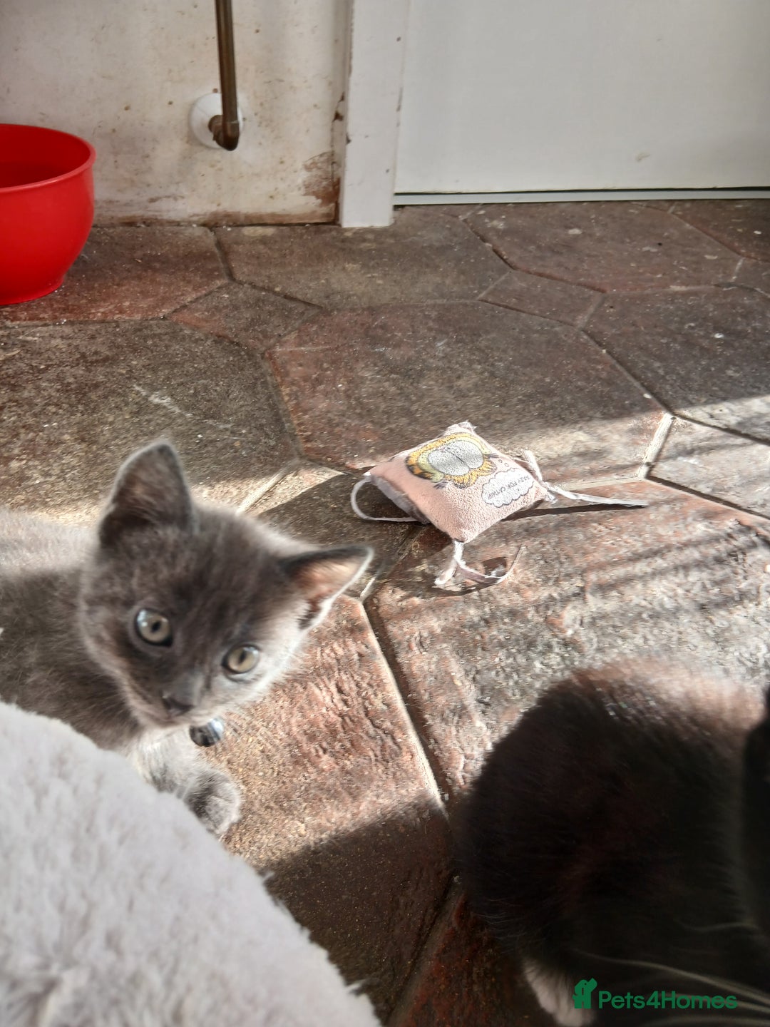 Mixed Breed cats for sale: 6 Kittens looking for new forever homes - Advert 9