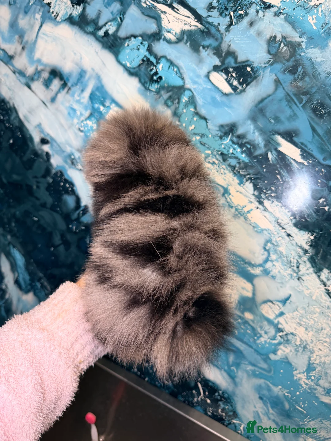 Pomeranian dogs for sale: Beautiful Pomeranian Girl - Advert 4