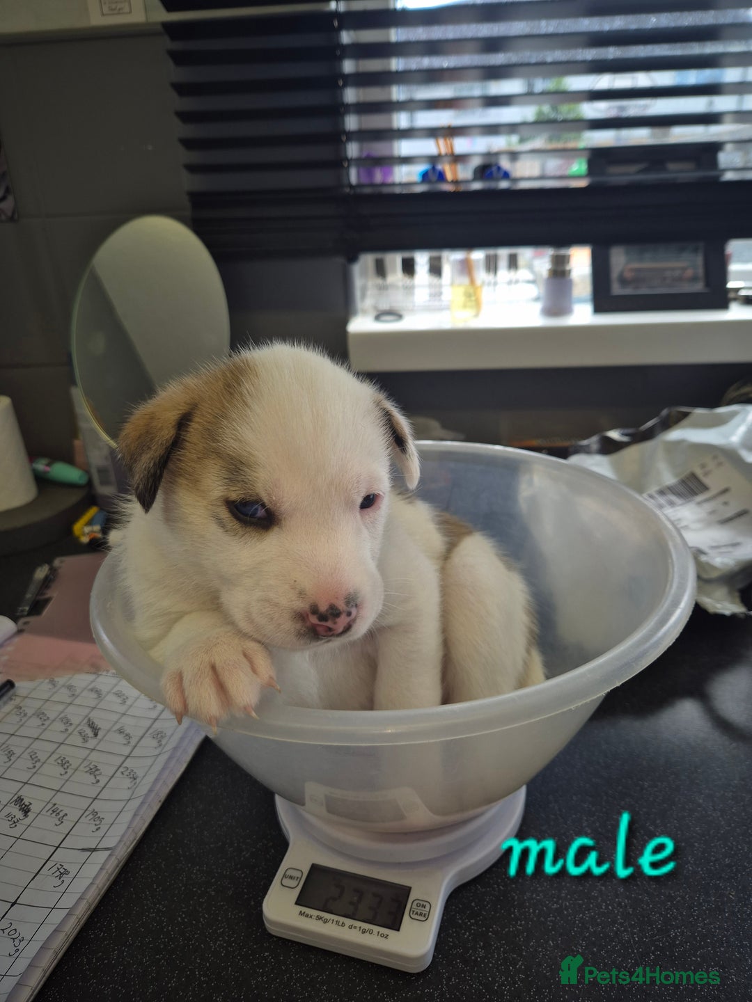 Mixed Breed dogs for sale: Husky cross puppies for sale  - Image 5