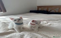 British Shorthair cats for sale: 2 Beautiful British Kittens - Image 1