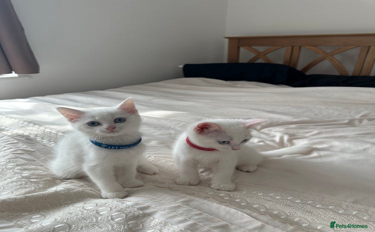 British Shorthair cats - Advert 8