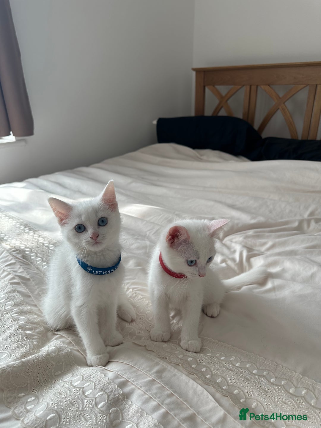 British Shorthair cats for sale: 2 Beautiful British Kittens - Image 1