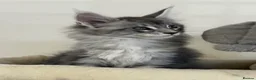 Maine Coon cats for sale:  Exceptional TICA Registered Maine Coon Kittens 🐾 - Advert 33
