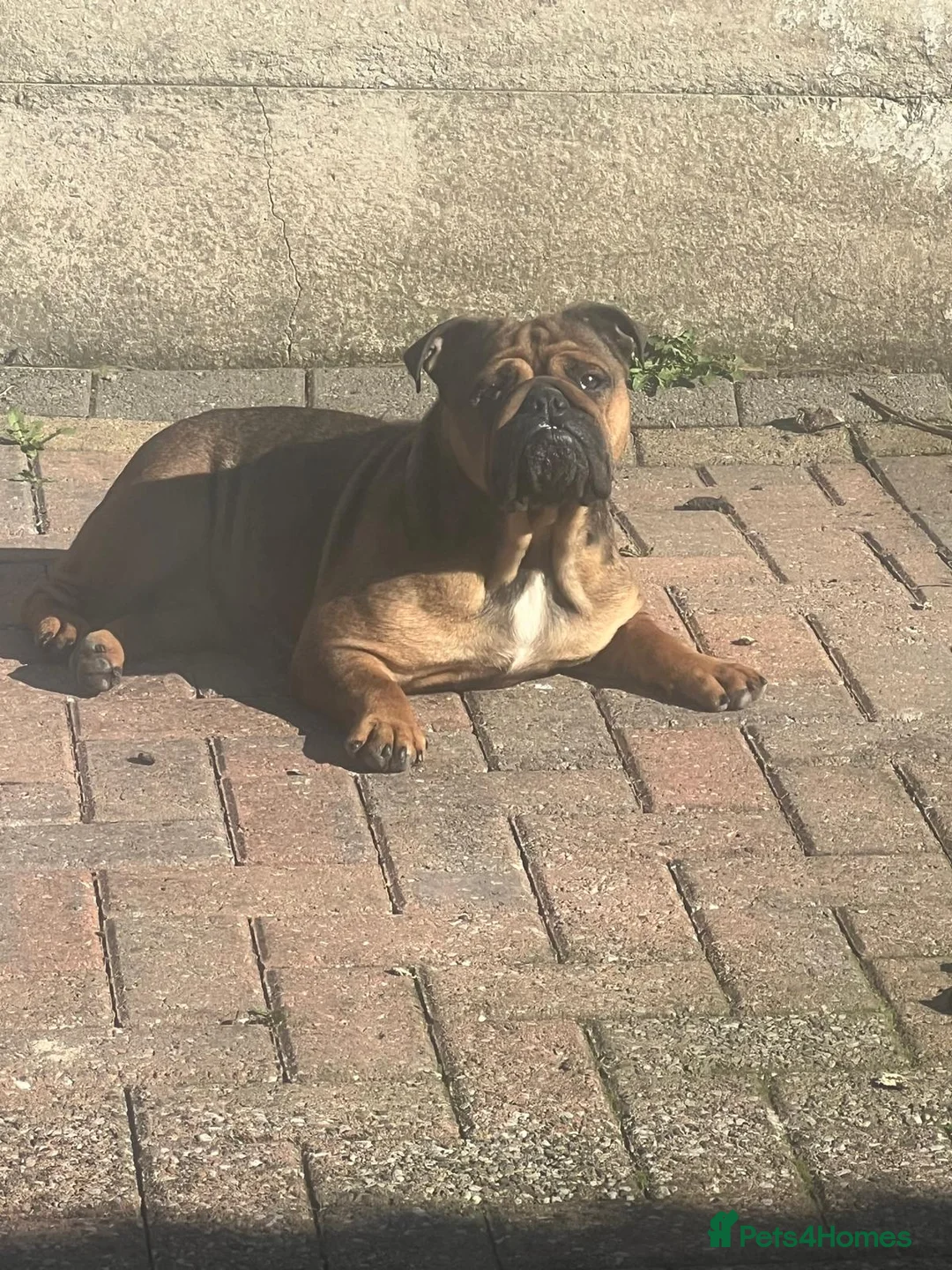 English Bulldog dogs for sale: Two stunning English bulldogs - Advert 19