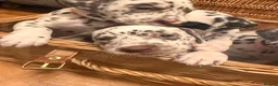 Dalmatian dogs for sale: 6 Dalmatian Puppies for Sale  in Heathfield - Advert 10