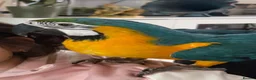 Macaws birds for sale: Parrot  - Advert 7