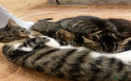 Bengal cats for sale: 2 male and 2 female kittens for sale x  - Image 10