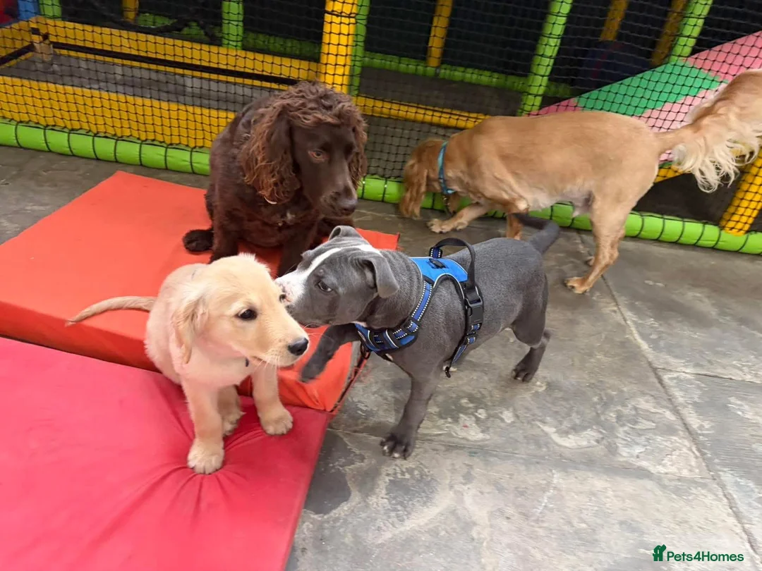 Staffordshire Bull Terrier dogs for sale: Blue Boy Staffy for Sale - Advert 9