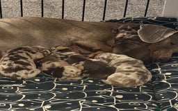 Dachshund dogs for sale: Dapple Dachshund Puppies - Image 8