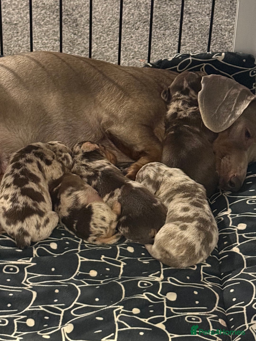 Dachshund dogs for sale: Dapple Dachshund Puppies - Image 8