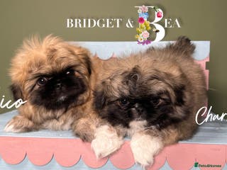 Pekingese dogs 💙 READY 17th JAN 💙 - Advert 8
