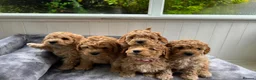 Cavapoochon dogs for sale: Beautiful Cavapoochon Puppies for sale - Advert 2