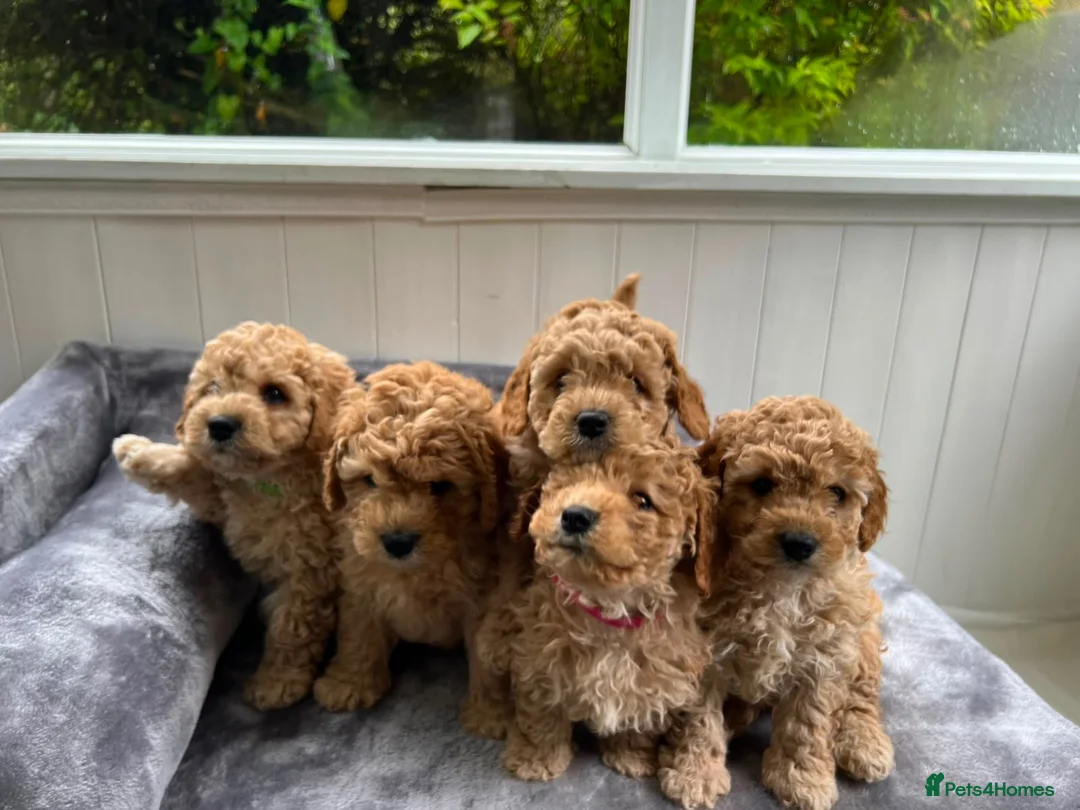 Cavapoochon dogs for sale: Beautiful Cavapoochon Puppies for sale - Advert 2