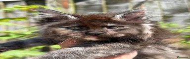Maine Coon Kitten 4