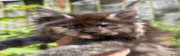 Maine Coon cats for sale: 3 STUNNING MAINE COON KITTENS READY THIS MONTH  - Advert 8