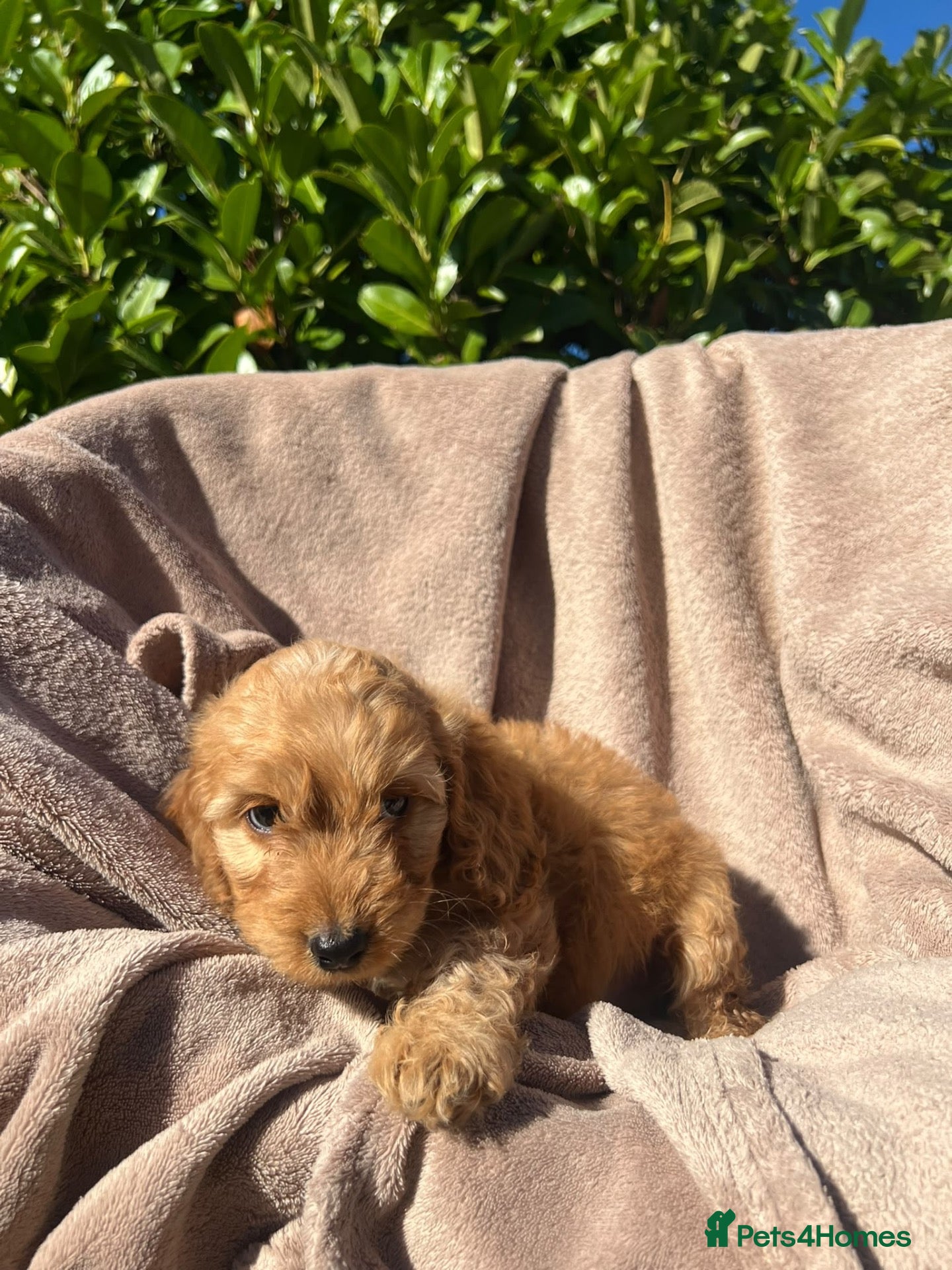 Cockapoo dogs Cockerpoo - Advert 2