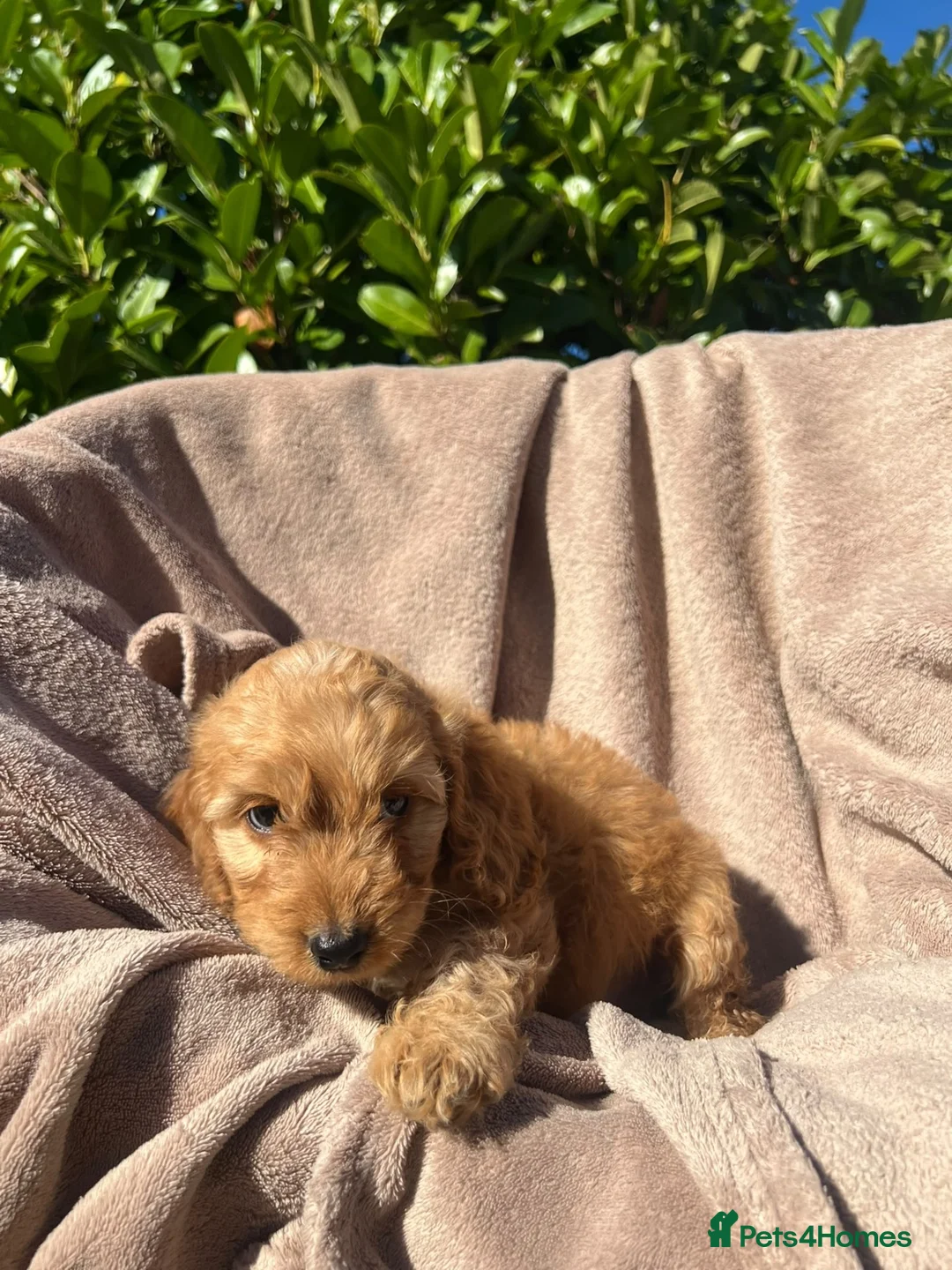 Cockapoo dogs for sale: Cockerpoo - Advert 2