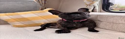 French Bulldog dogs for sale: 🐾 French Bulldog Girl – 4 Years Old 🐾 - Advert 2