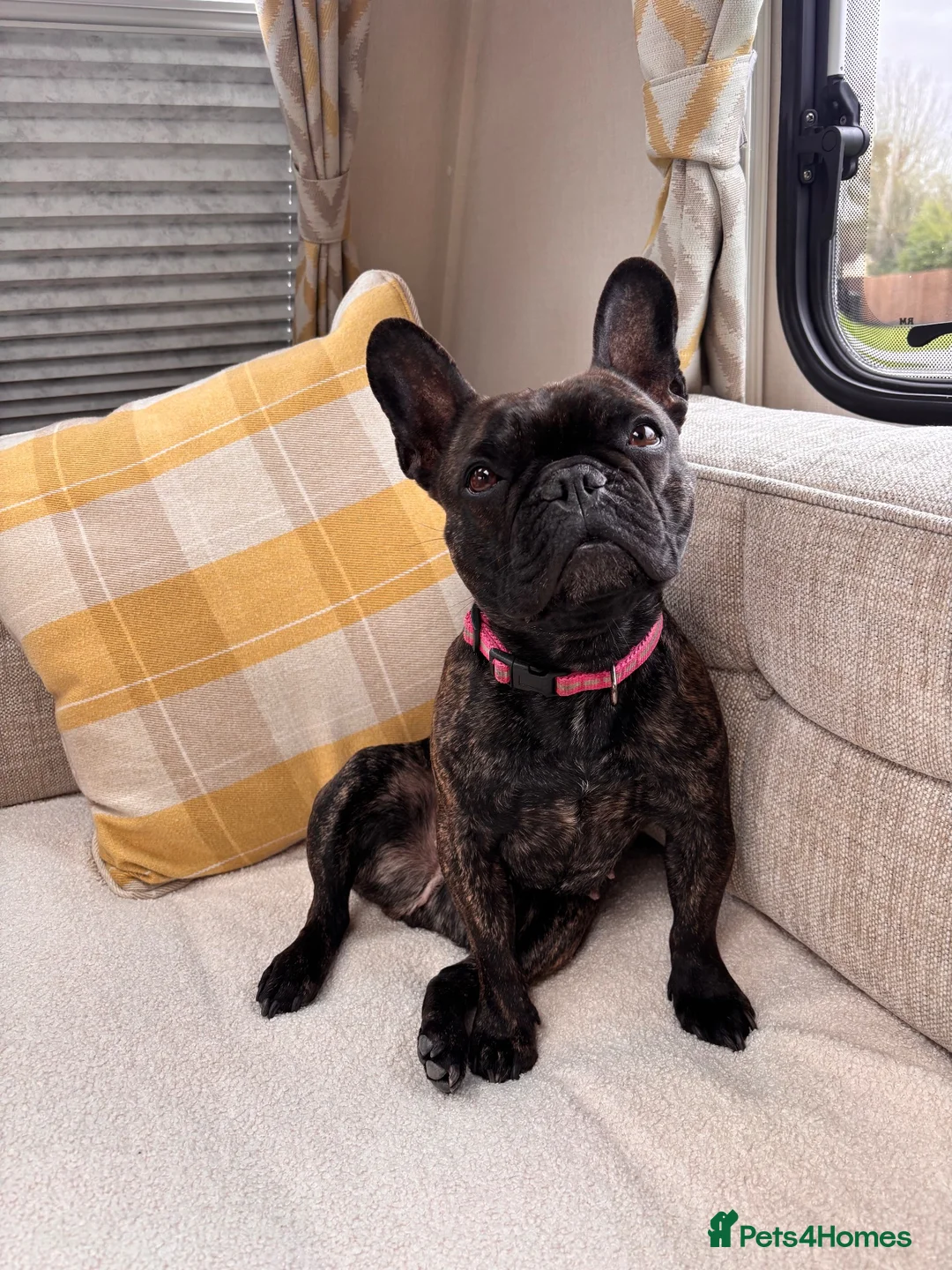 French Bulldog dogs for sale: 🐾 French Bulldog Girl – 4 Years Old 🐾 - Advert 2