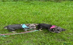 French Bulldog dogs for sale: This is a 2year planned litter based on health !🌟 - Image 1