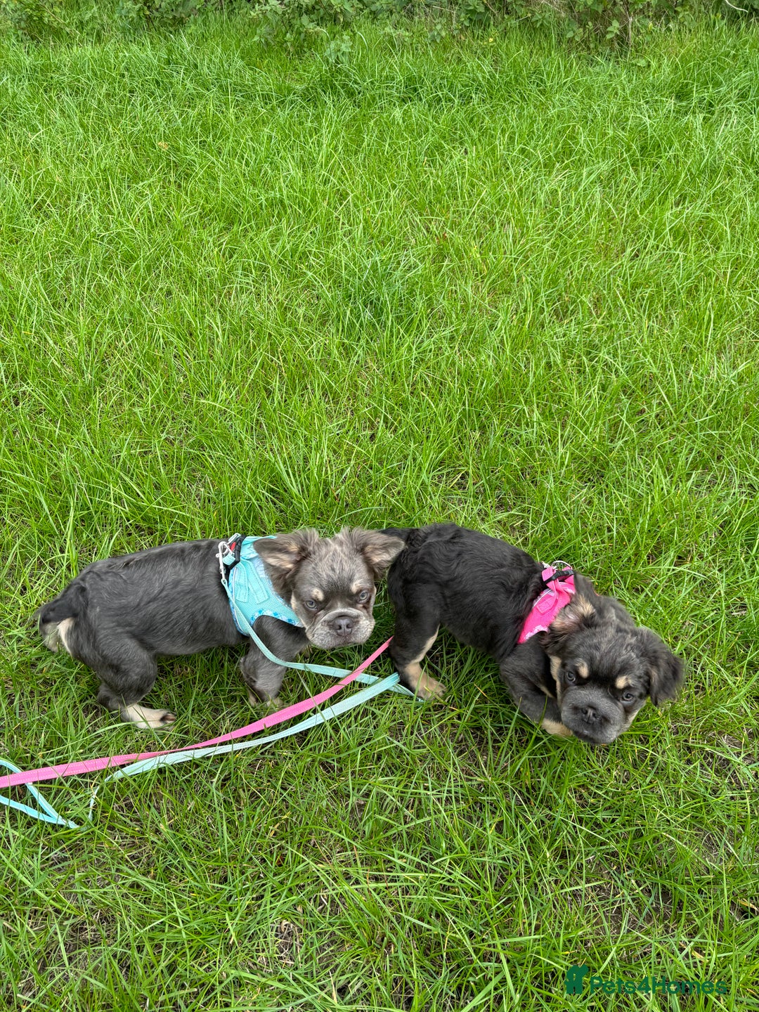 French Bulldog dogs for sale: This is a 2year planned litter based on health !🌟 - Image 1