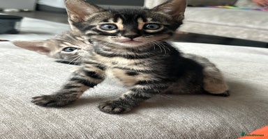 Bengal cats - Advert 14