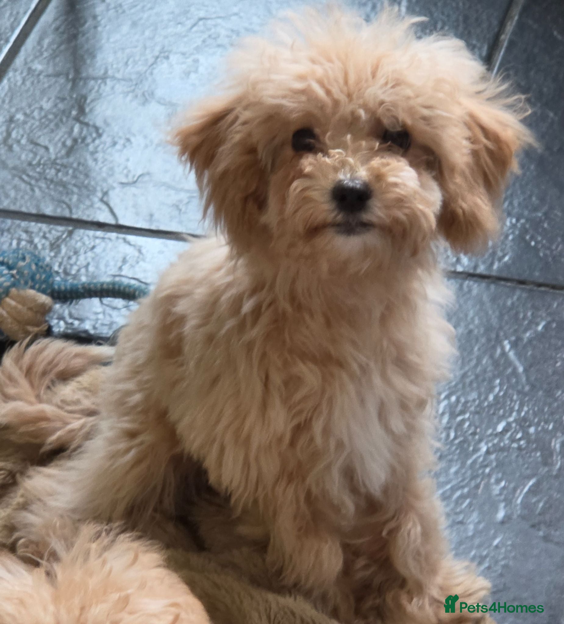 Poochon dogs Boys 800 , Girls 1000  - Advert 6