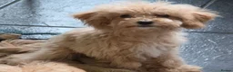 Poochon dogs for sale: POOCHON PUPPIES 2 BOYS 2 GIRLS AVAILABLE - Advert 3