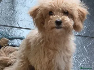 Poochon dogs Boys 800 , Girls 1000 - Advert 6