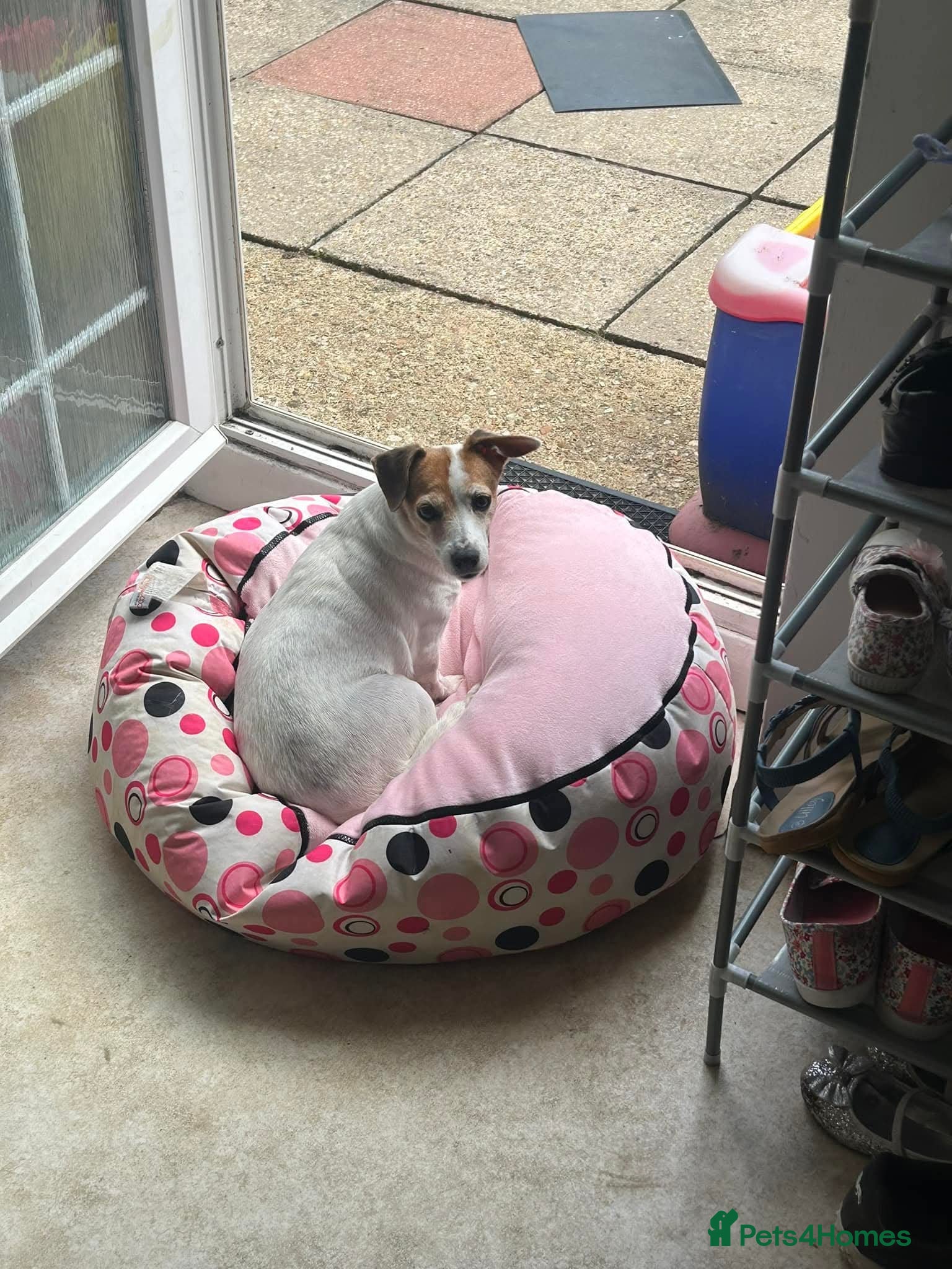 Jack Russell dogs 9 year old Jack Russell  - Advert 10