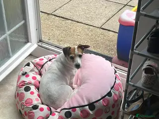 Jack Russell dogs 9 year old Jack Russell - Advert 10