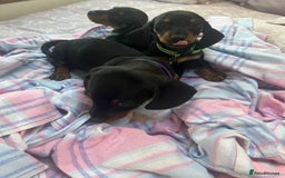 Dachshund dogs for sale: Dachshund puppies - Image 15