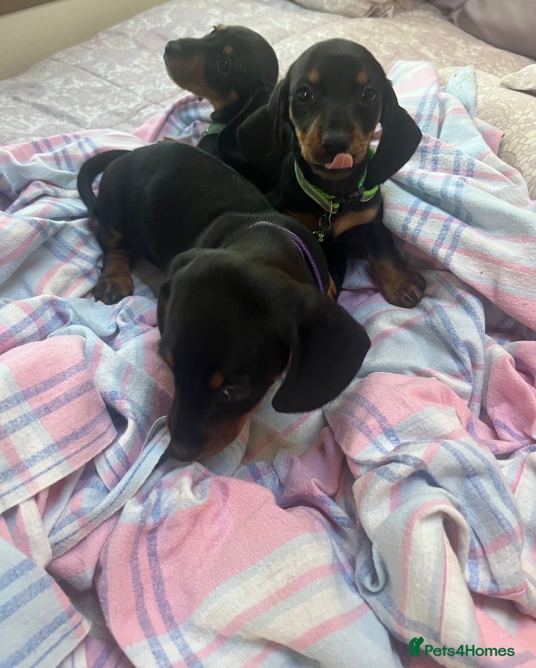 Dachshund dogs for sale: Dachshund puppies - Image 15