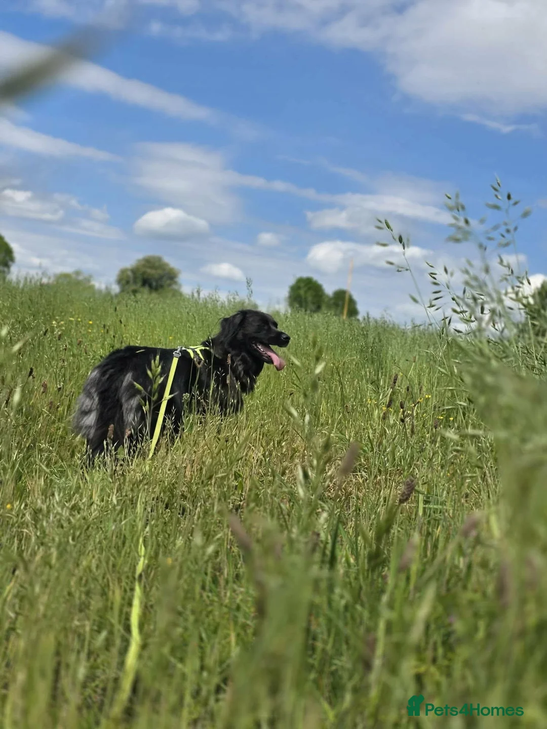 Mixed Breed dogs for adoption: Winston needs a new home  in Dinas Powys - Advert 9