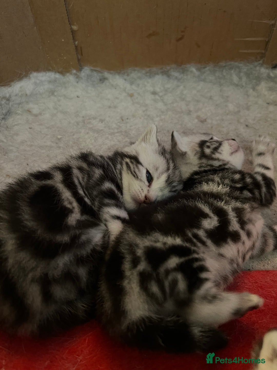 British Shorthair cats for sale: GCCF reg BSH BLACK SILVER TABBY KITTENS - Advert 8