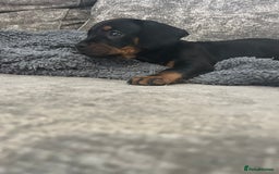Mixed Breed dogs for sale: Miniature dachshund X French bulldog  - Image 31