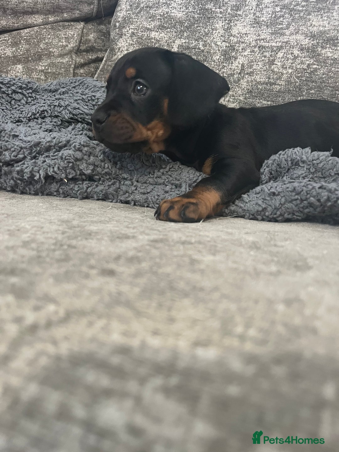 Mixed Breed dogs for sale: Miniature dachshund X French bulldog  - Image 31