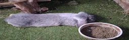 French Lop rabbits for sale: French lop bunnies - Advert 12