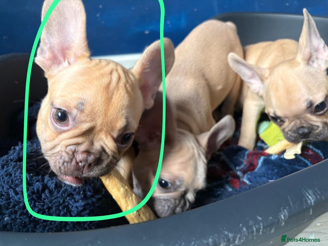 French Bulldog dogs for sale: Litter of French bulldog puppies in Harwich - Image 29