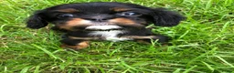 Cavalier King Charles Spaniel dogs for sale: Cavalier King Charles puppies  - Advert 32