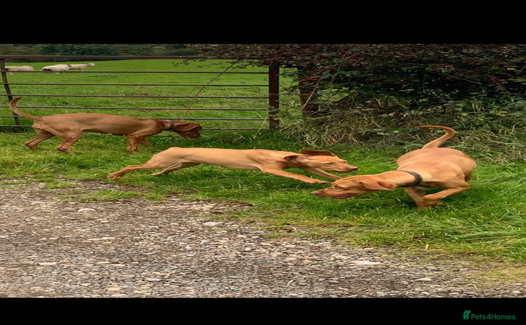 Hungarian Vizsla dogs - Advert 4